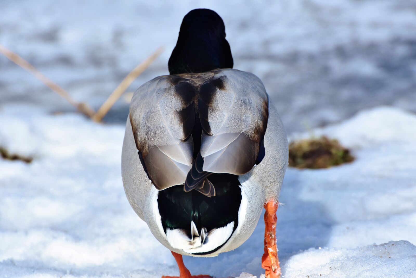 Nikon D7200 sample photo. Duck, drake, water bird photography