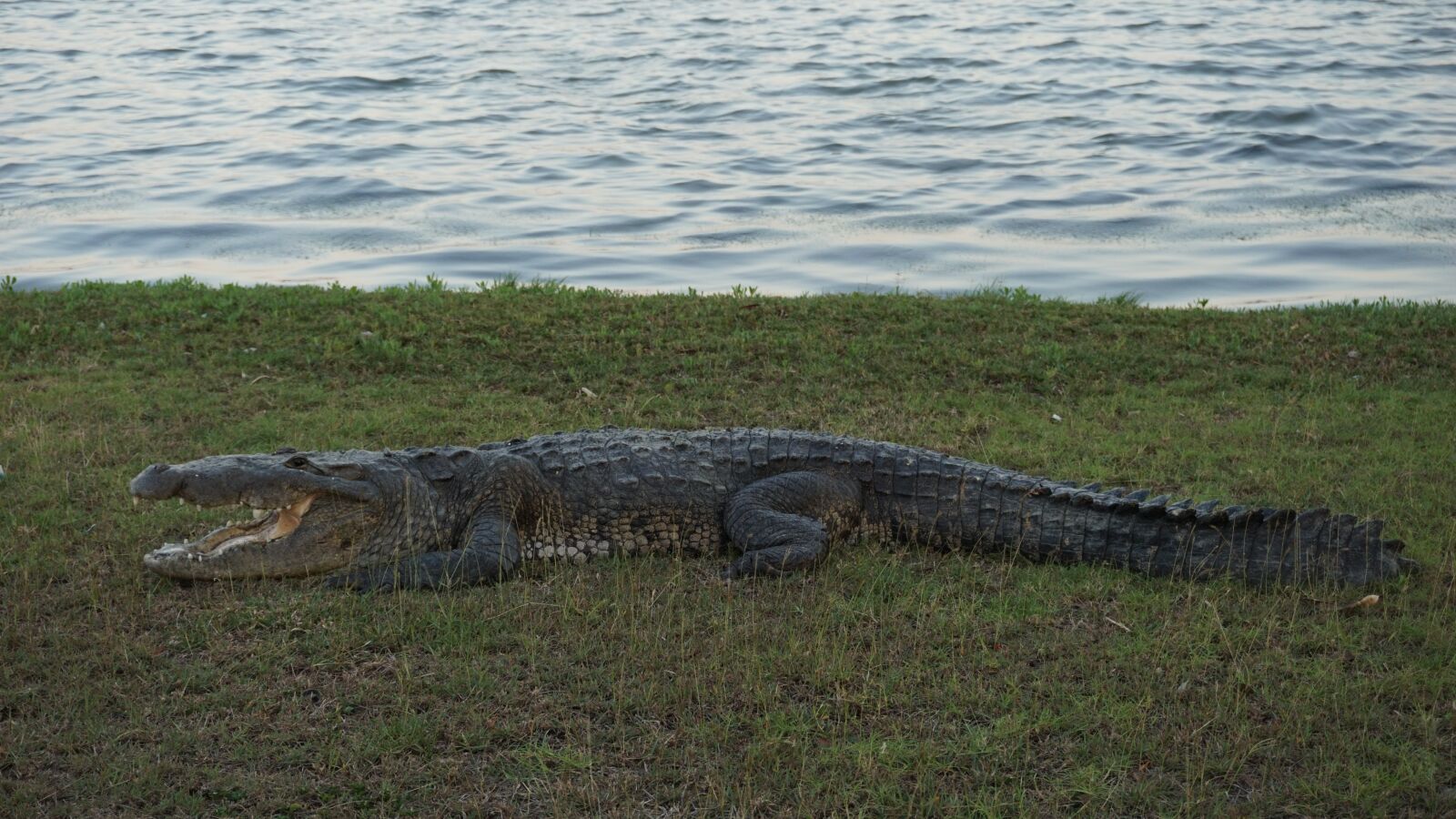 Sony E 16-50mm F3.5-5.6 PZ OSS sample photo. Crocodile, nature, animals photography