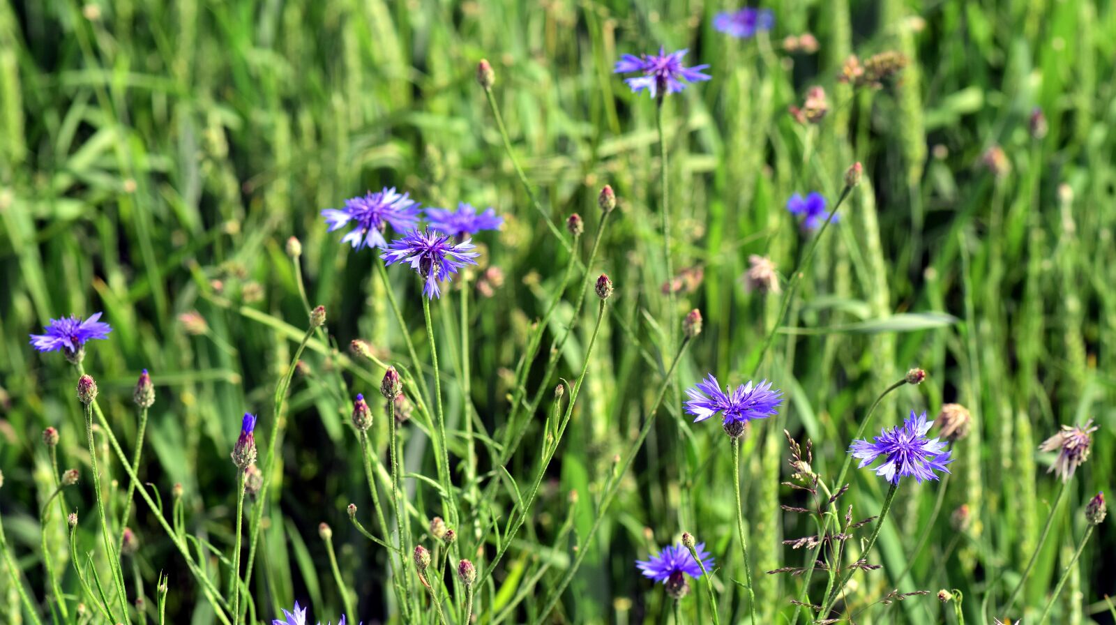 Nikon D3300 sample photo. Cornfield, cornflowers, blue photography