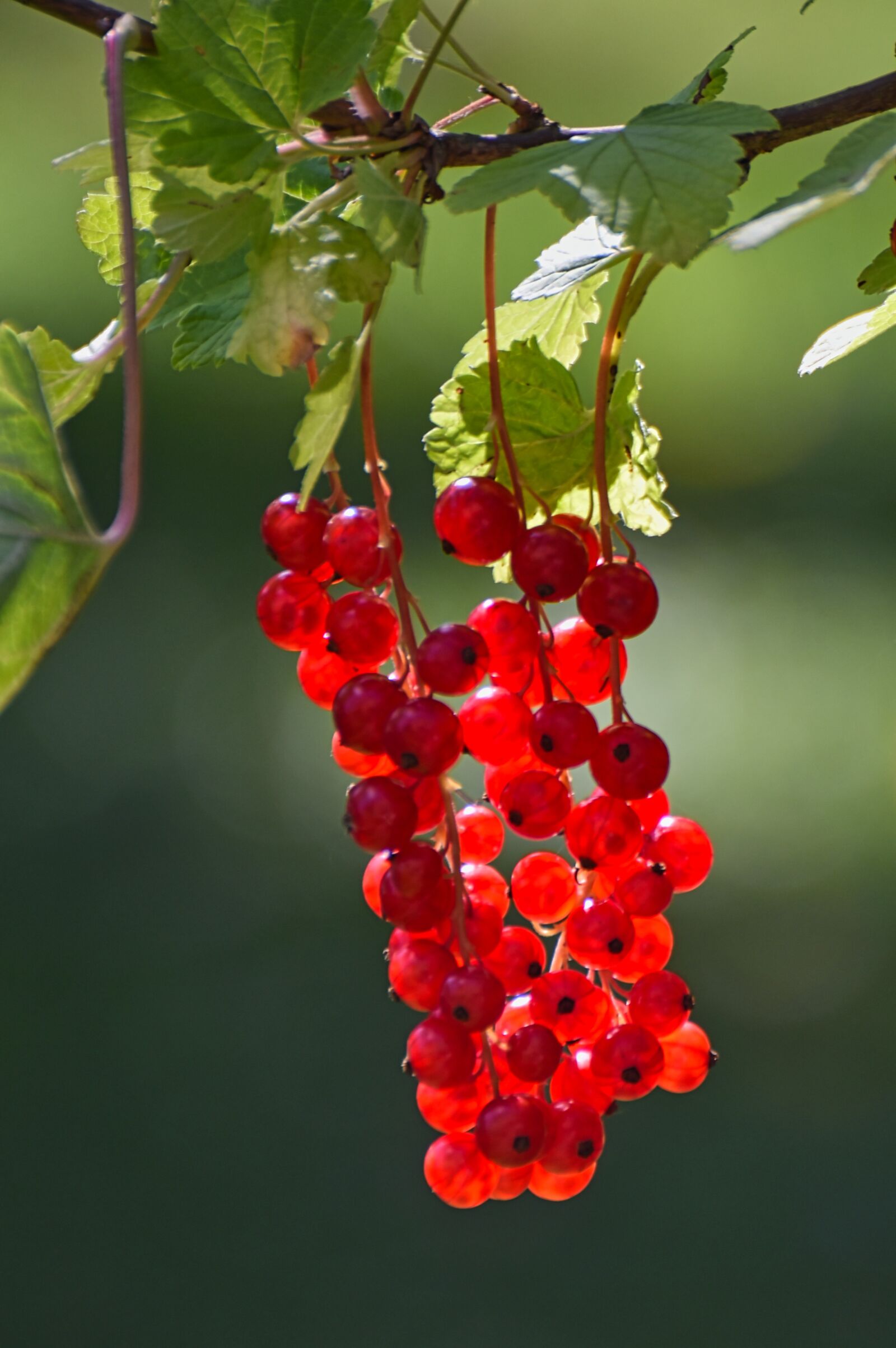 Nikon D5600 sample photo. Currants, red, green photography