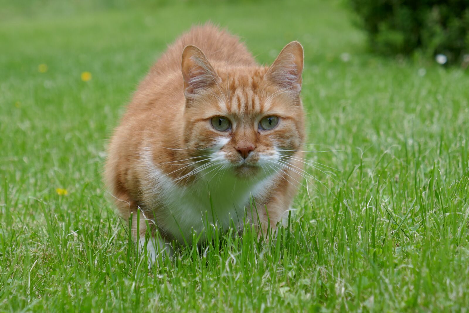 Panasonic DMC-TZ101 sample photo. Cat, red tomcat, mieze photography
