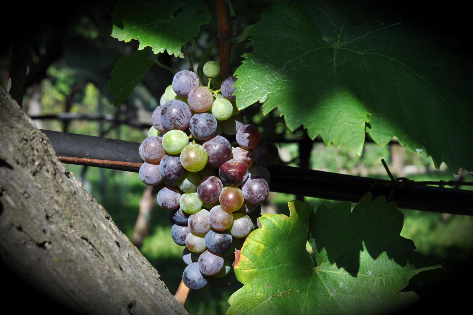 Nikon D5000 sample photo. Climber plant, fruit, nature photography