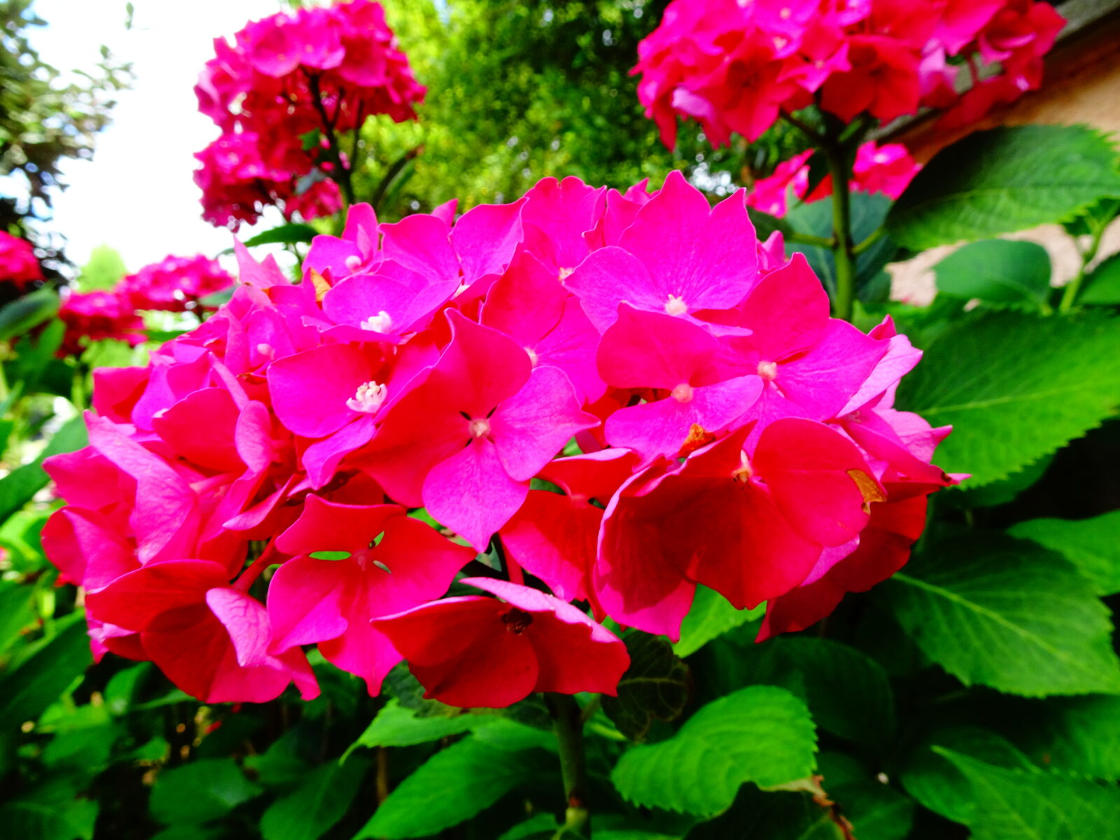 Sony Cyber-shot DSC-HX90V sample photo. Color, flower photography