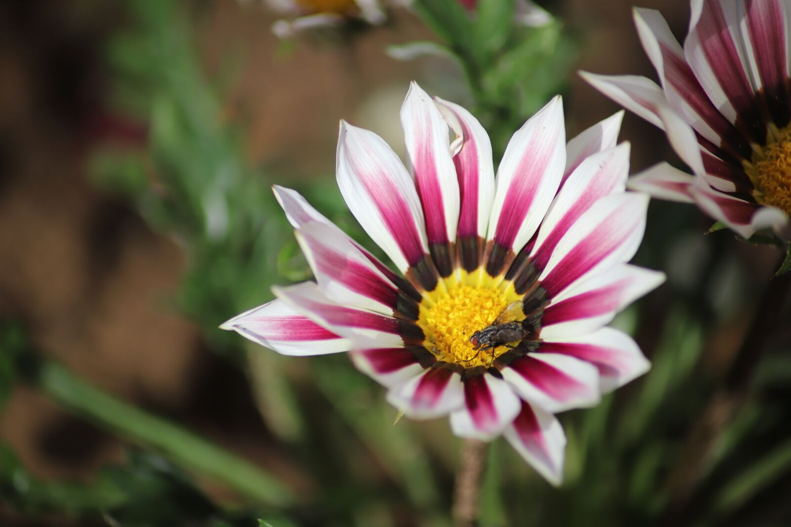 Canon EOS 6D Mark II sample photo. Flower, fly, pollen photography