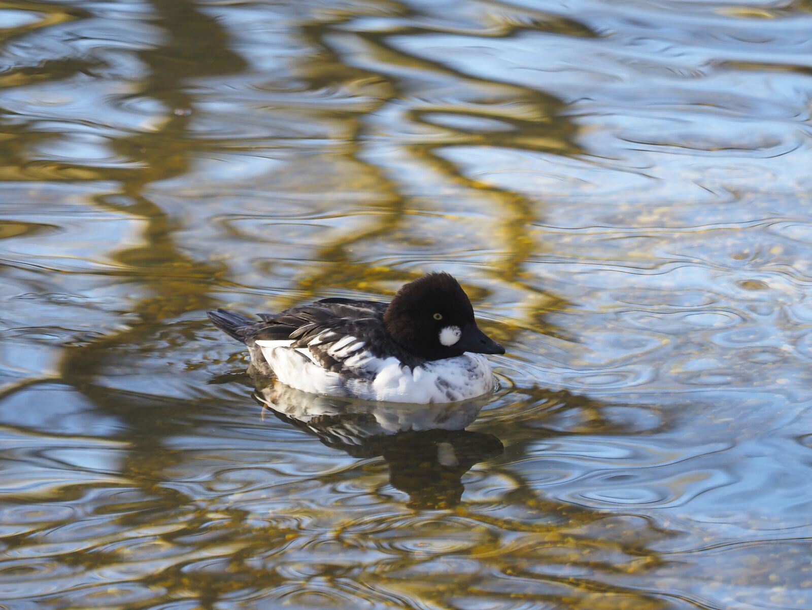 Olympus OM-D E-M1 + Olympus M.Zuiko Digital ED 40-150mm F2.8 Pro sample photo. Goldeneye, bucephala clangula, duck photography