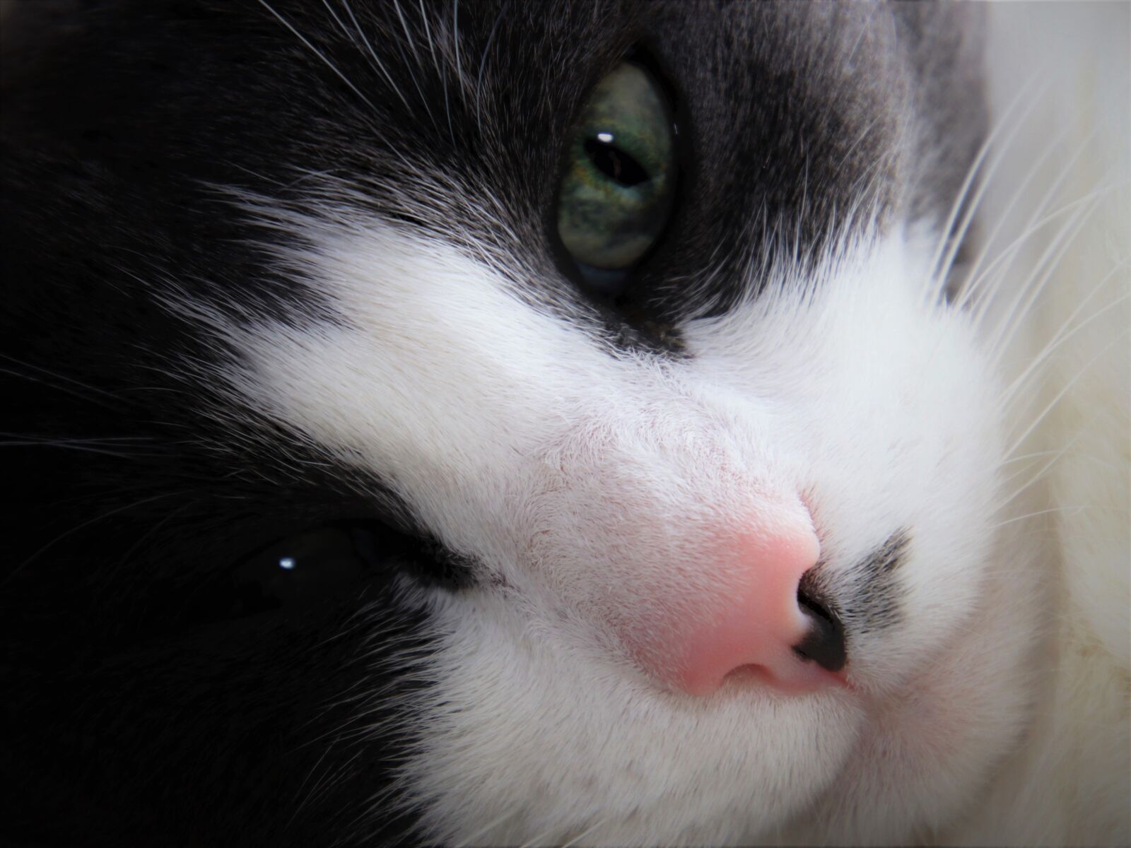 Canon EOS 80D sample photo. Quiet, true, cat photography