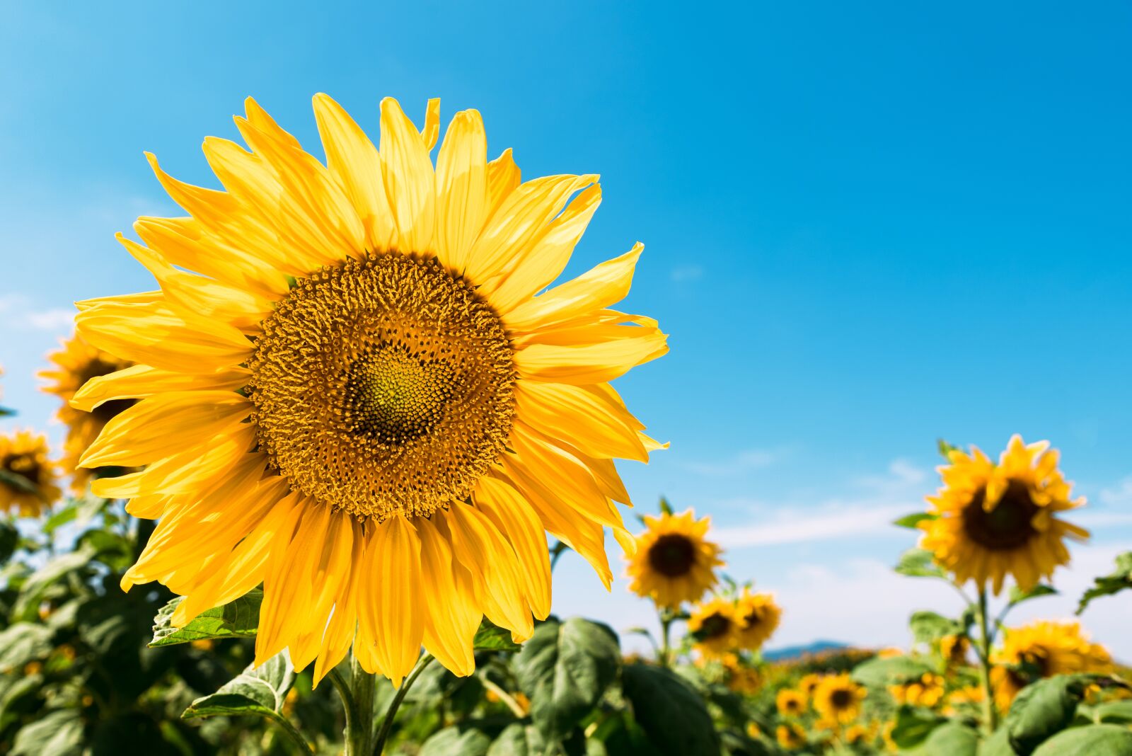 Nikon D750 sample photo. Sunflower, sunny day, sky photography