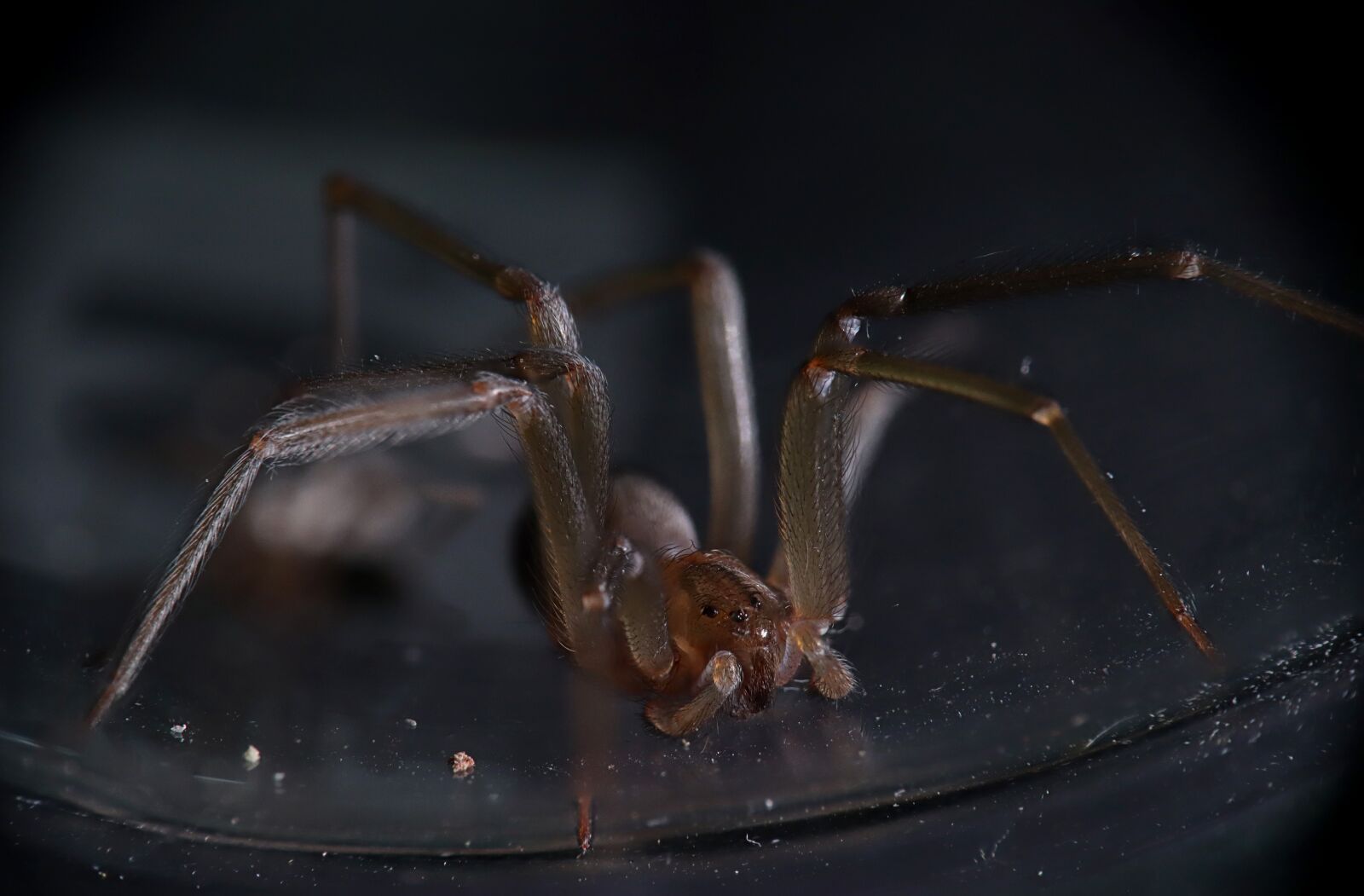 Canon EOS M50 (EOS Kiss M) sample photo. Spider, arachnid, spider's corner photography