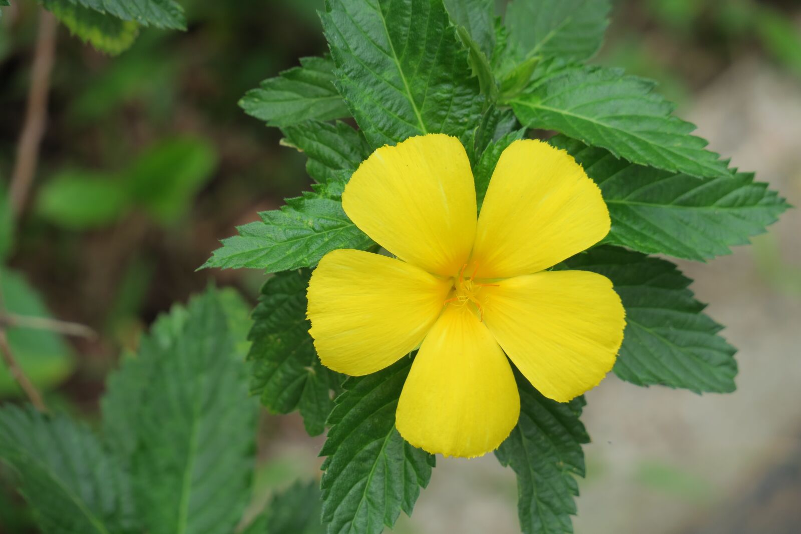 Canon PowerShot G3 X sample photo. Yellow clock flower, nature photography