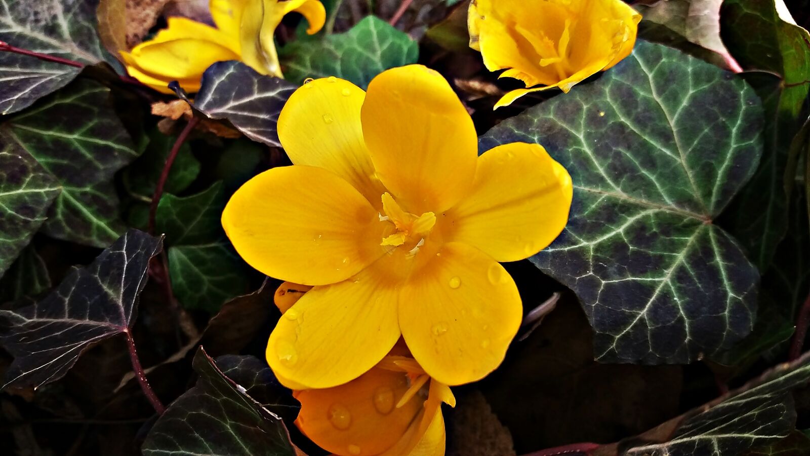 Samsung Galaxy J5 sample photo. Flower, yellow, meadow photography