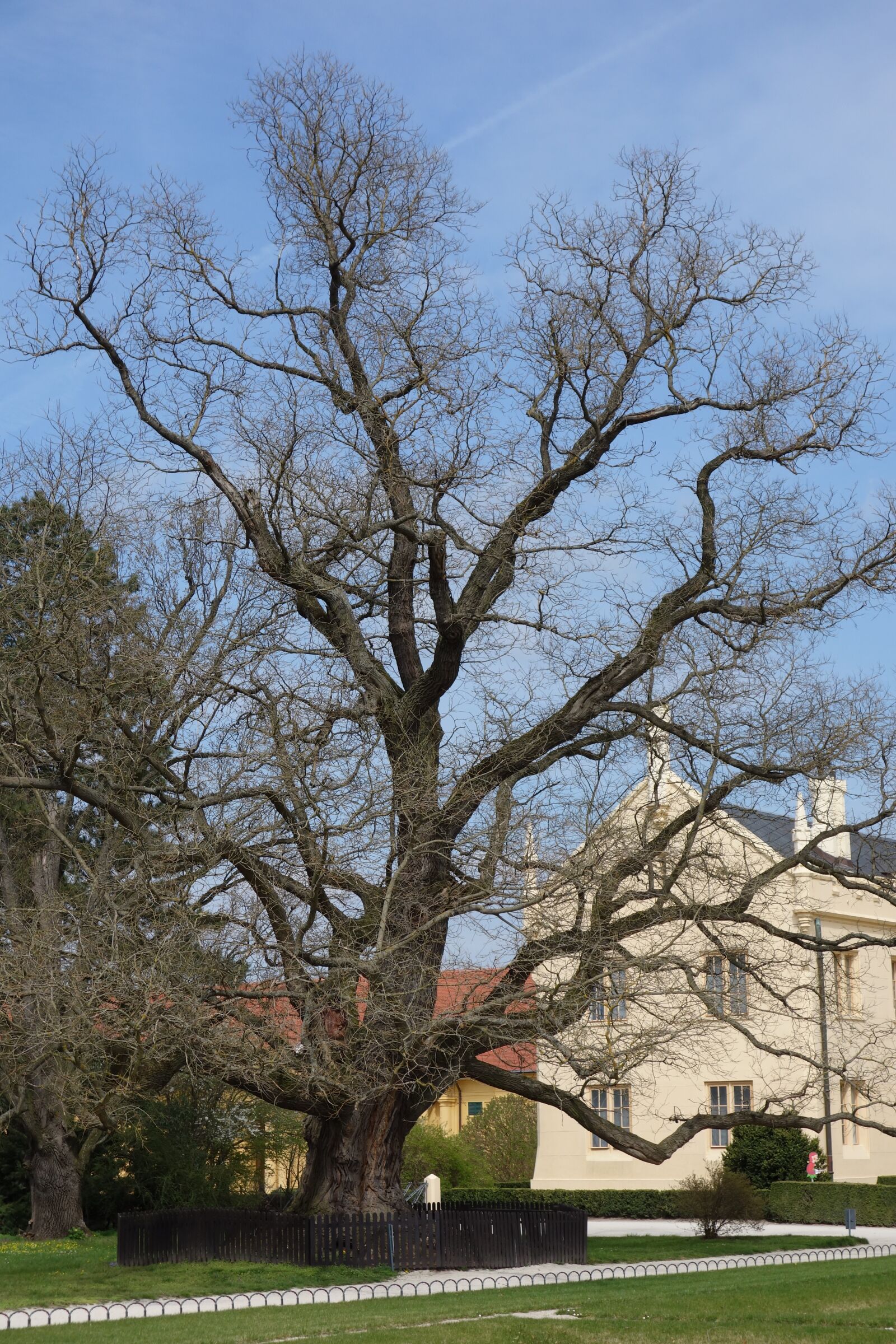 Sony Cyber-shot DSC-RX100 sample photo. Fridge, tree, garden photography