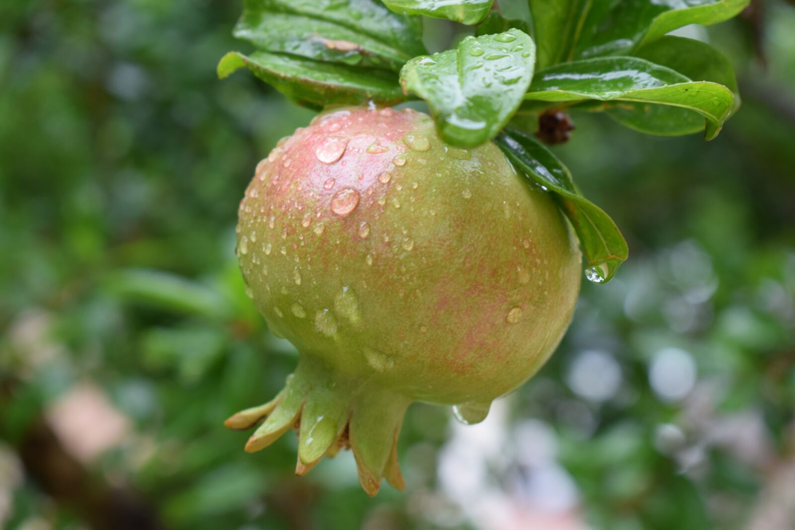 Nikon D3300 sample photo. Pomegranate, fruit, mat photography