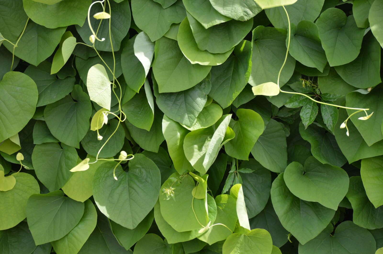 Nikon D3200 sample photo. Texture, leaves, light photography