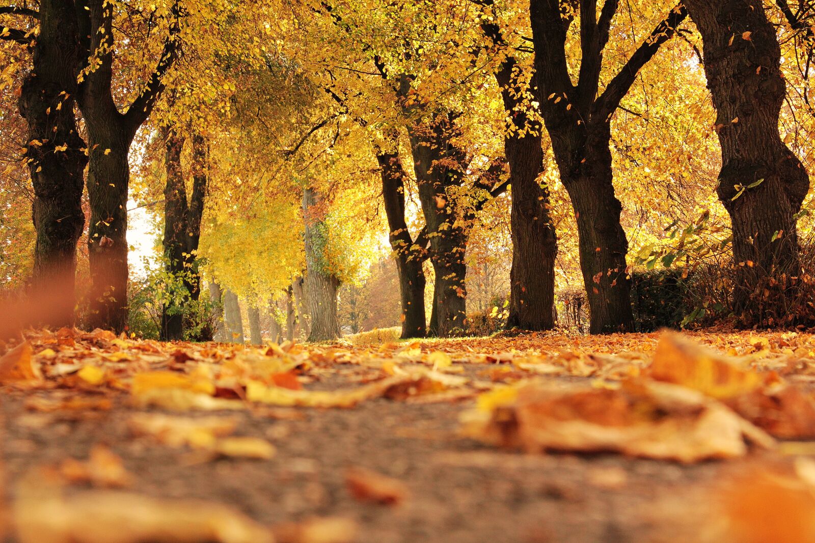 Canon EOS 550D (EOS Rebel T2i / EOS Kiss X4) sample photo. Trees, avenue, autumn photography