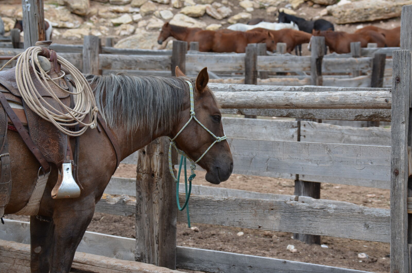 Nikon D5100 sample photo. Brown, horse, inside, wooden photography
