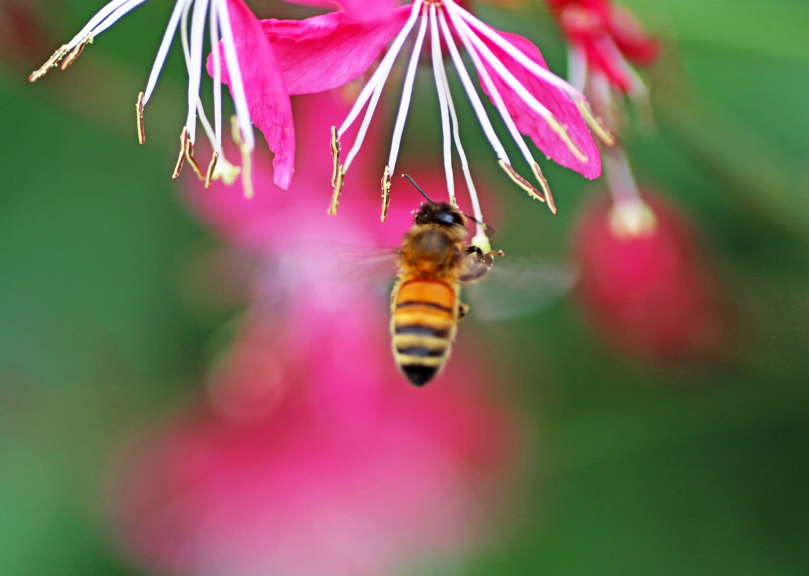 Tamron SP 90mm F2.8 Di VC USD 1:1 Macro sample photo. Bee, insect, flying photography