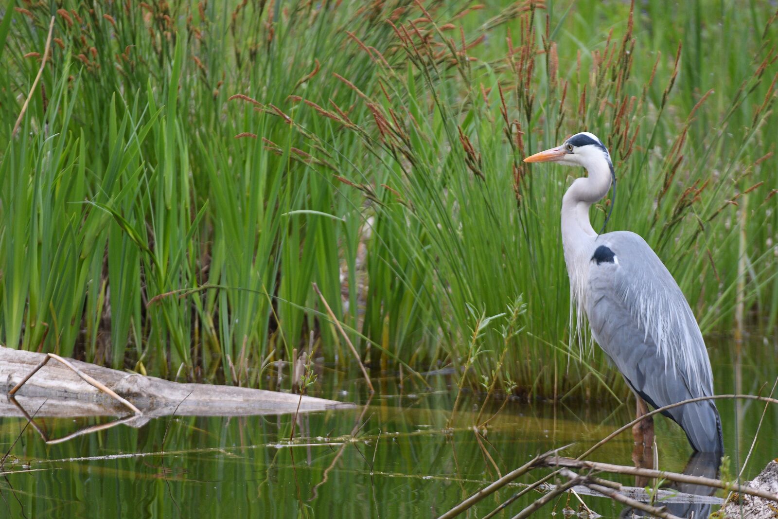 Nikon D500 sample photo. Grey heron, nature, marsh photography