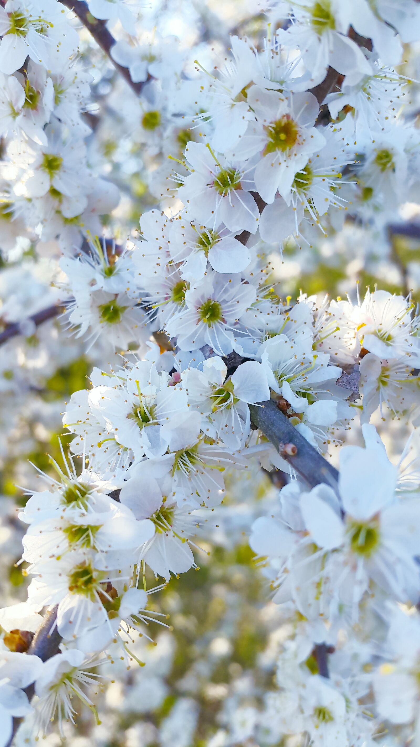 Samsung Galaxy Alpha sample photo. Cherry blossoms, flowers, spring photography