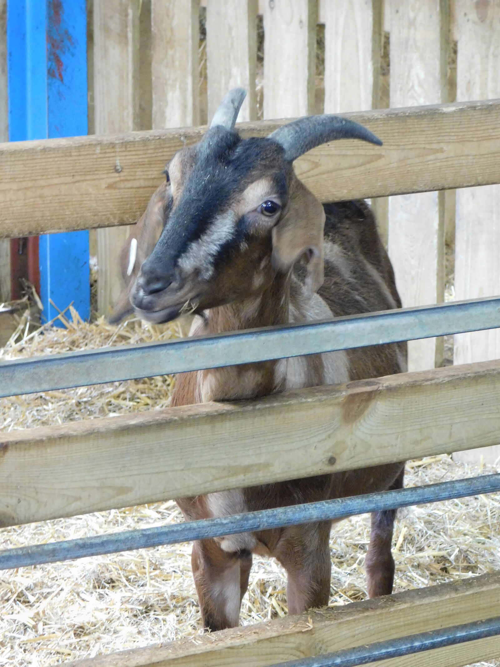 Nikon Coolpix B500 sample photo. Baby, goat, domestic, goat photography