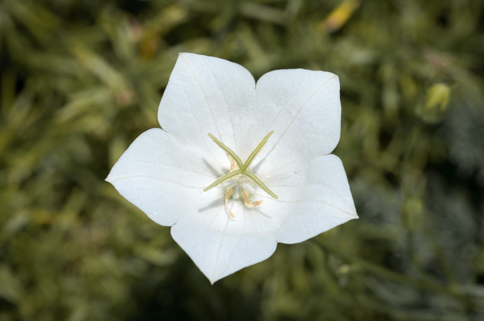 Nikon D90 sample photo. Flower, white, white flower photography