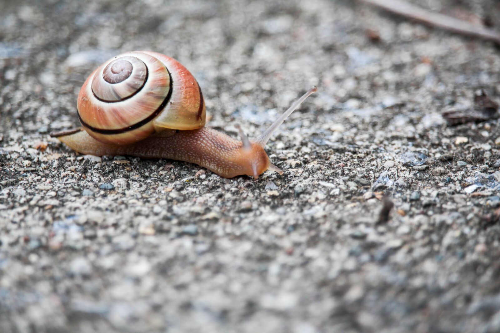 Canon EOS 700D (EOS Rebel T5i / EOS Kiss X7i) + Canon EF-S 55-250mm F4-5.6 IS STM sample photo. Snail, shell, gastropod photography