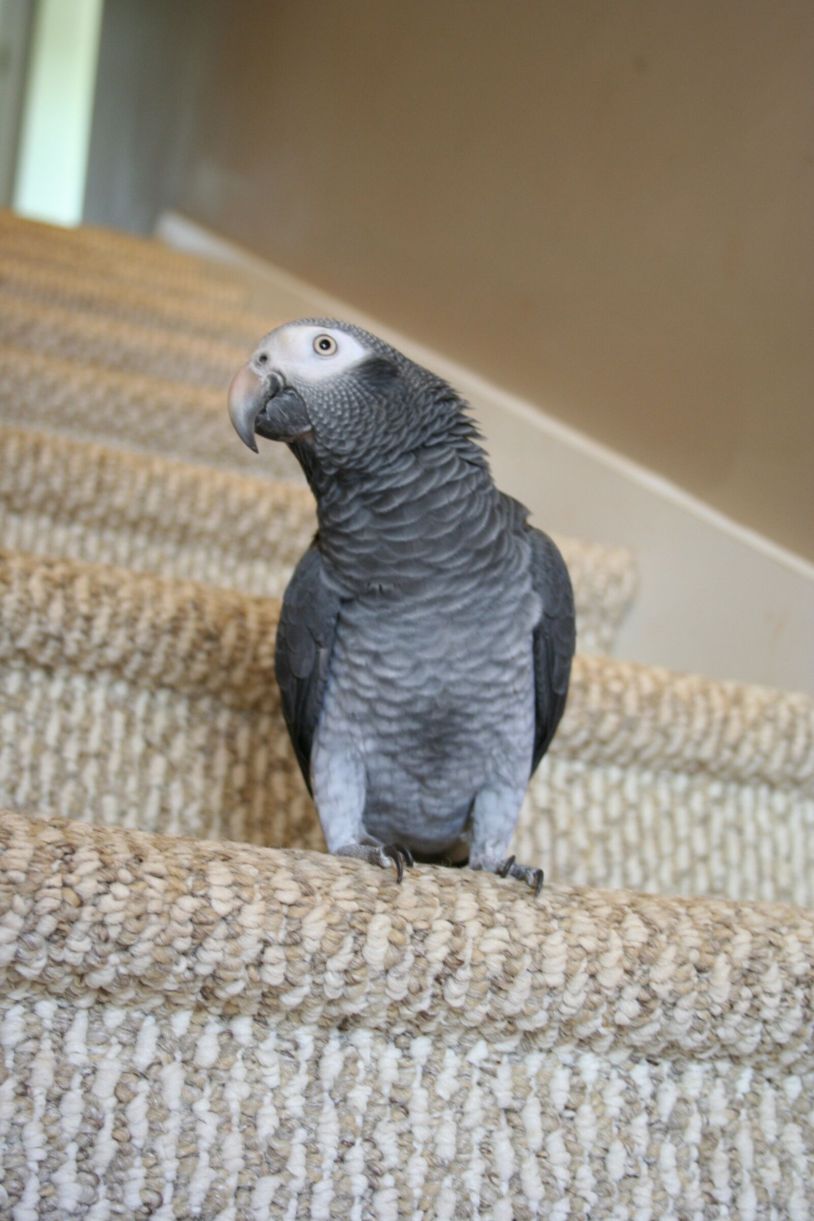 Canon EOS 350D (EOS Digital Rebel XT / EOS Kiss Digital N) sample photo. Parrot, stairs, african grey photography