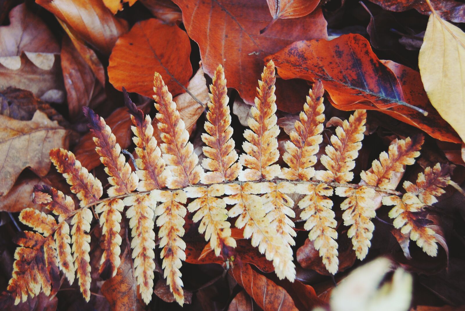Nikon D3000 sample photo. Leaf, fern, uschnięta photography