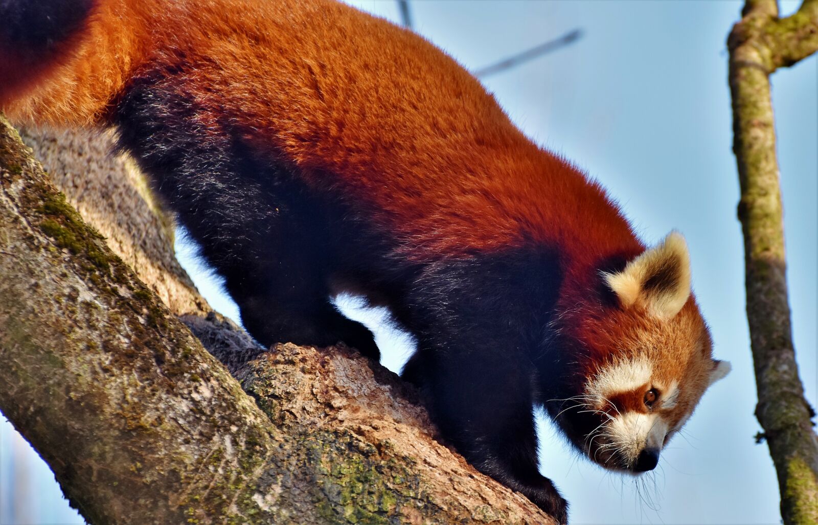 Nikon D7200 sample photo. Panda, brown panda, red photography