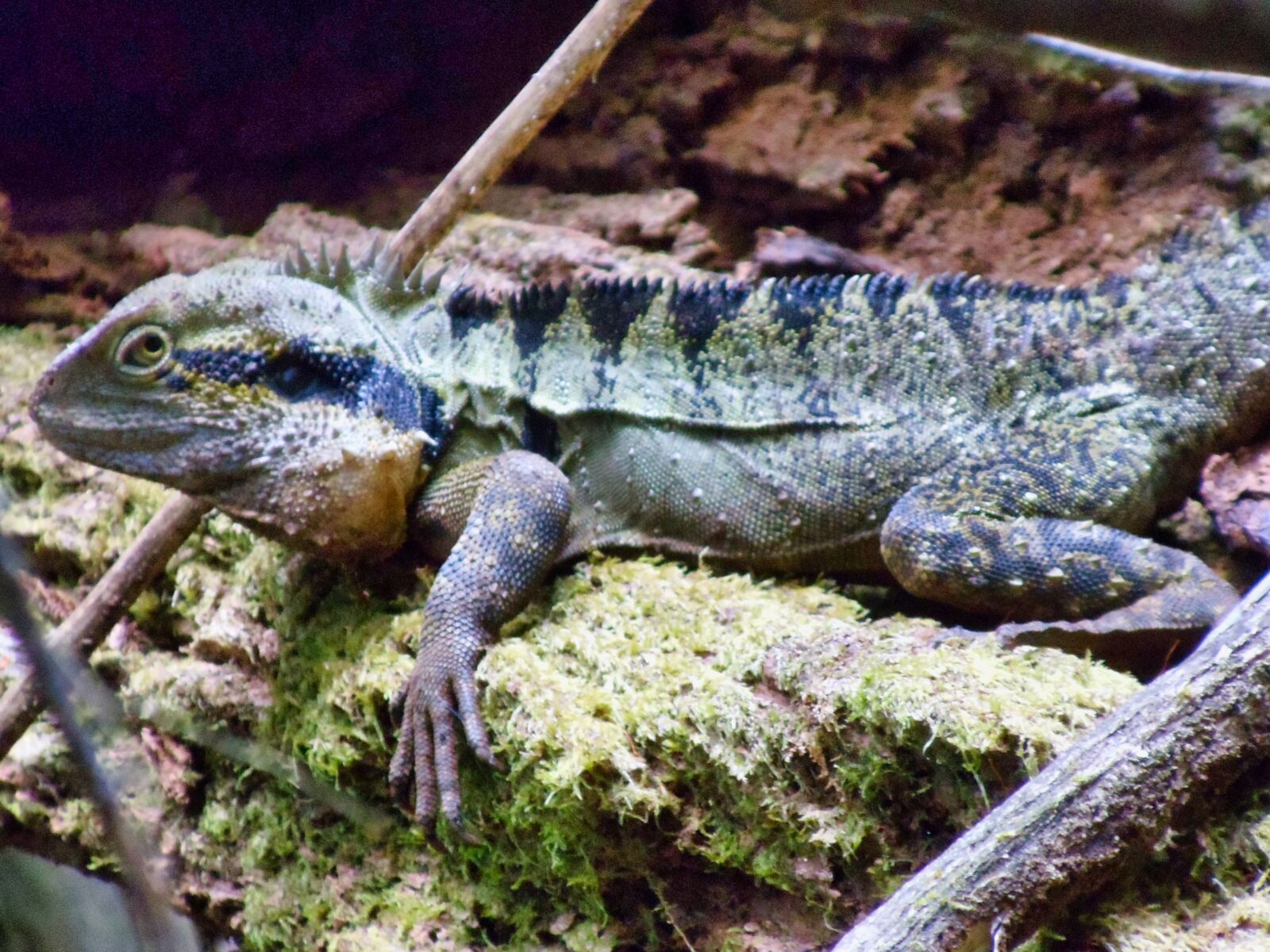 Sony DSC-W370 sample photo. "Iguana, wild, lizard" photography
