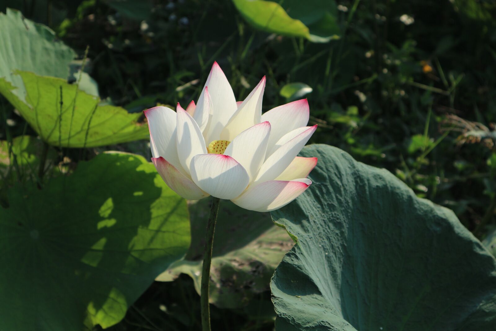 Canon EOS M10 sample photo. Flowers, lotus, lotus colors photography