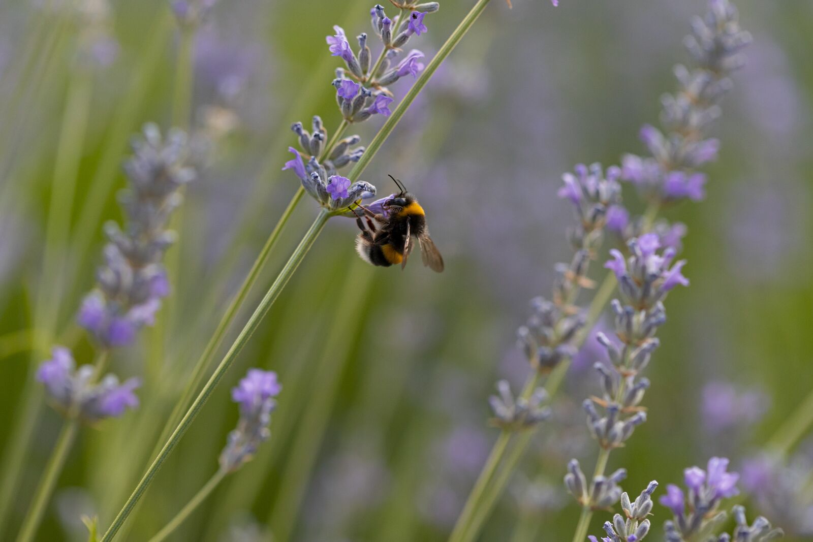 Canon EOS 6D Mark II sample photo. Bee, lavender, nature photography