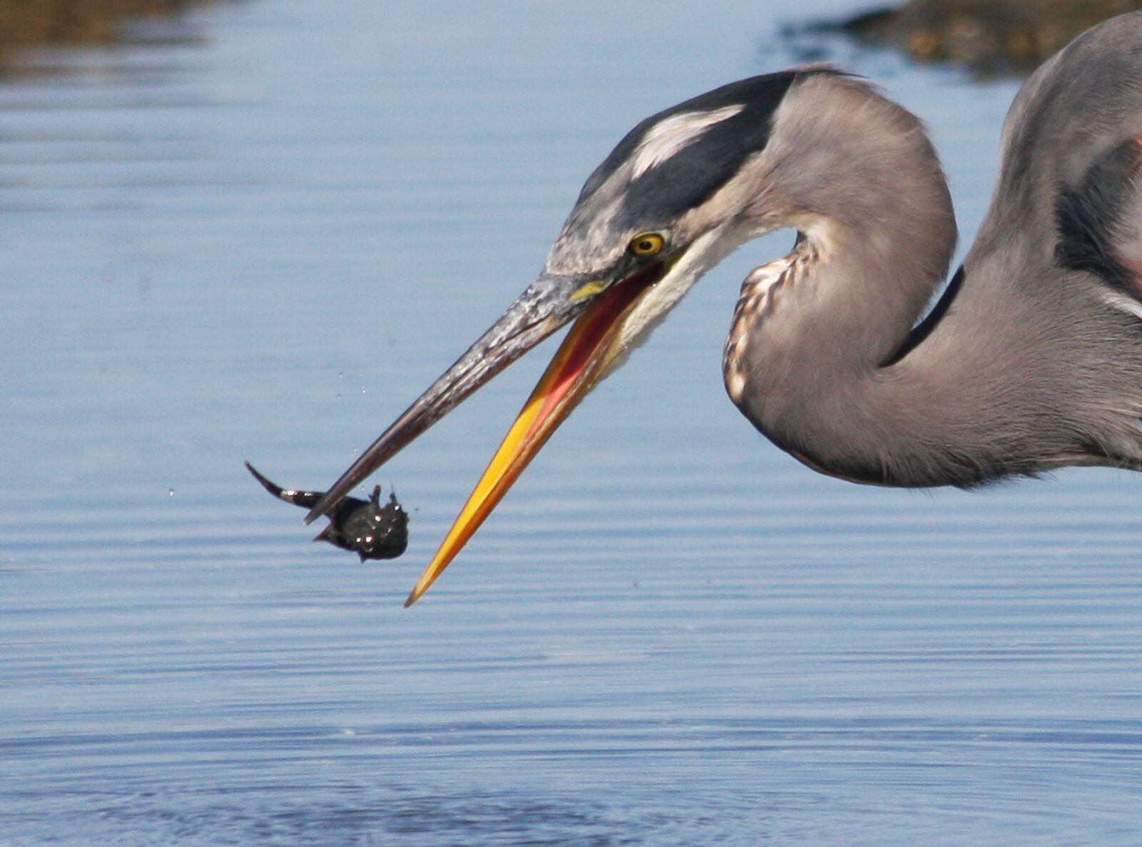 Canon EOS 40D sample photo. Heron, fishing, catch photography