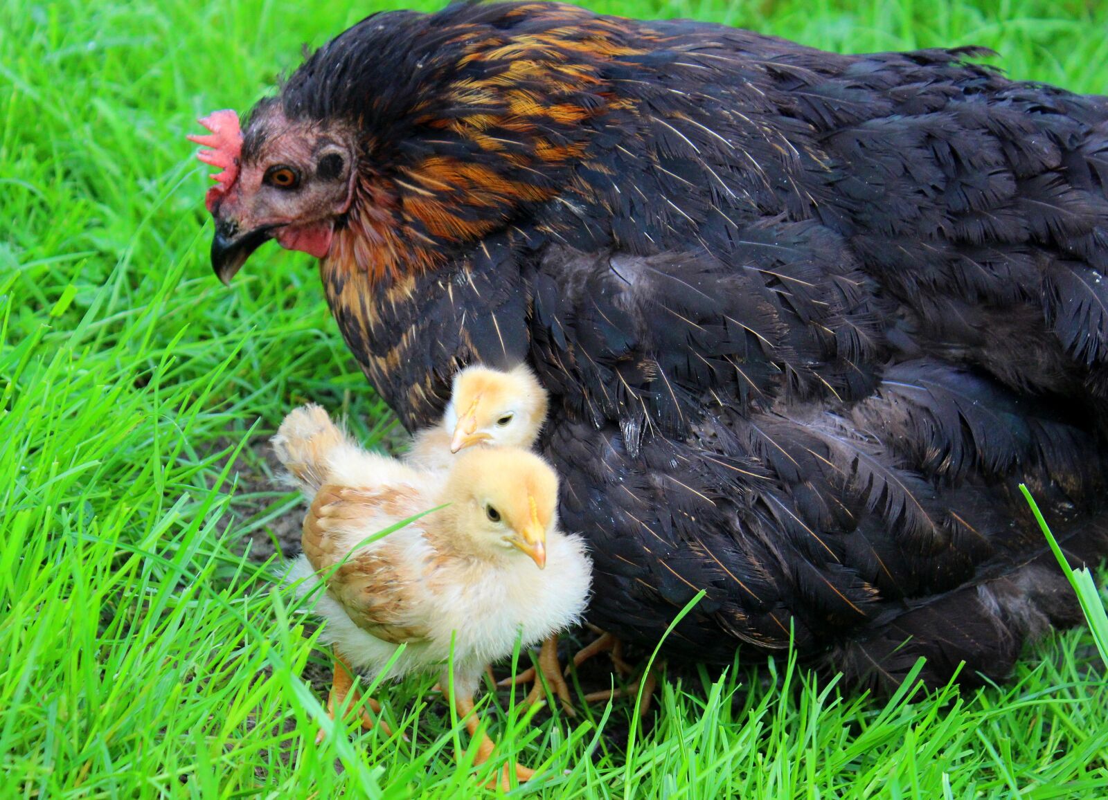 Canon EOS 650D (EOS Rebel T4i / EOS Kiss X6i) sample photo. Chicks, yellow, mother hen photography