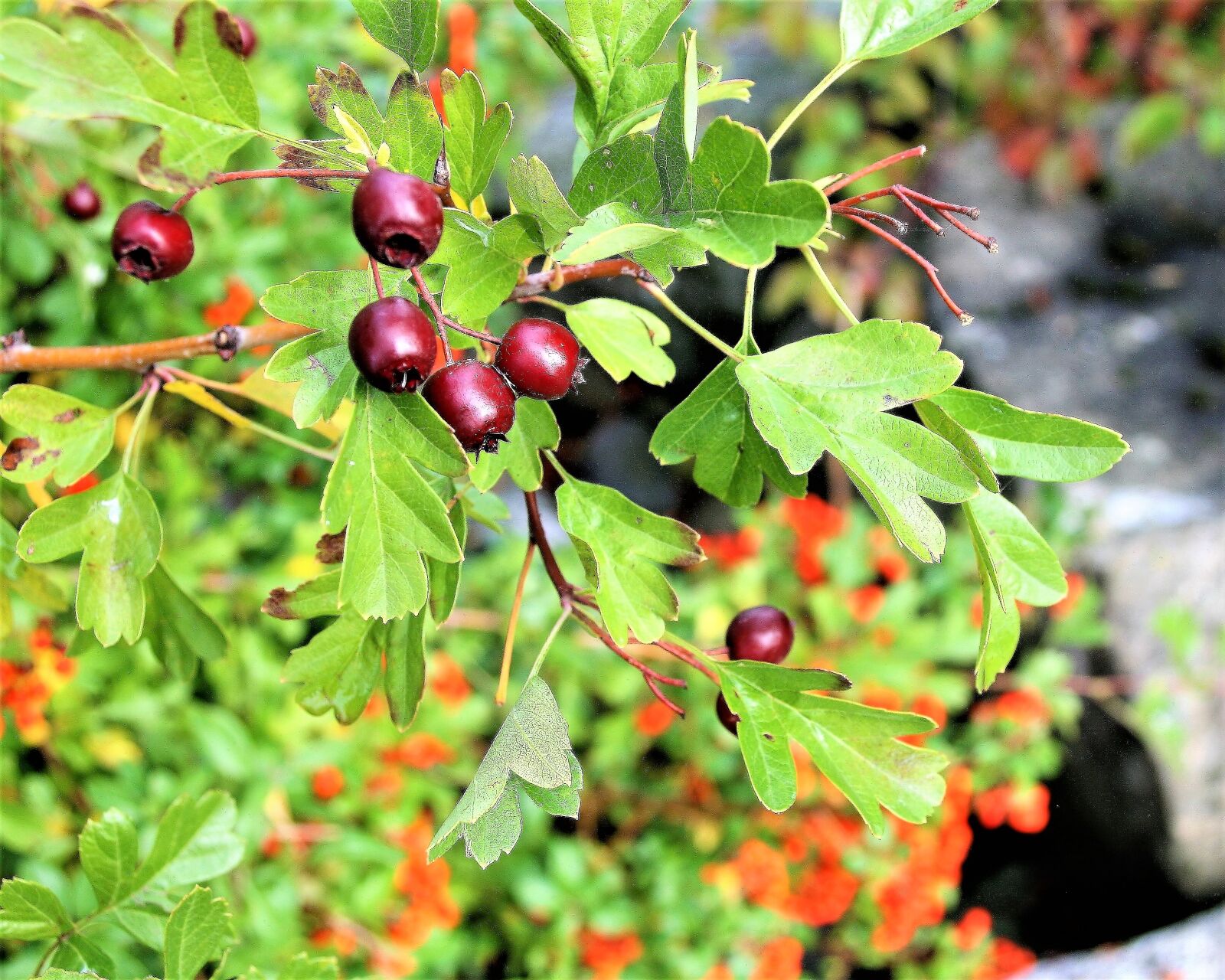 Canon EOS 400D (EOS Digital Rebel XTi / EOS Kiss Digital X) sample photo. Autumn, foliage, bush photography