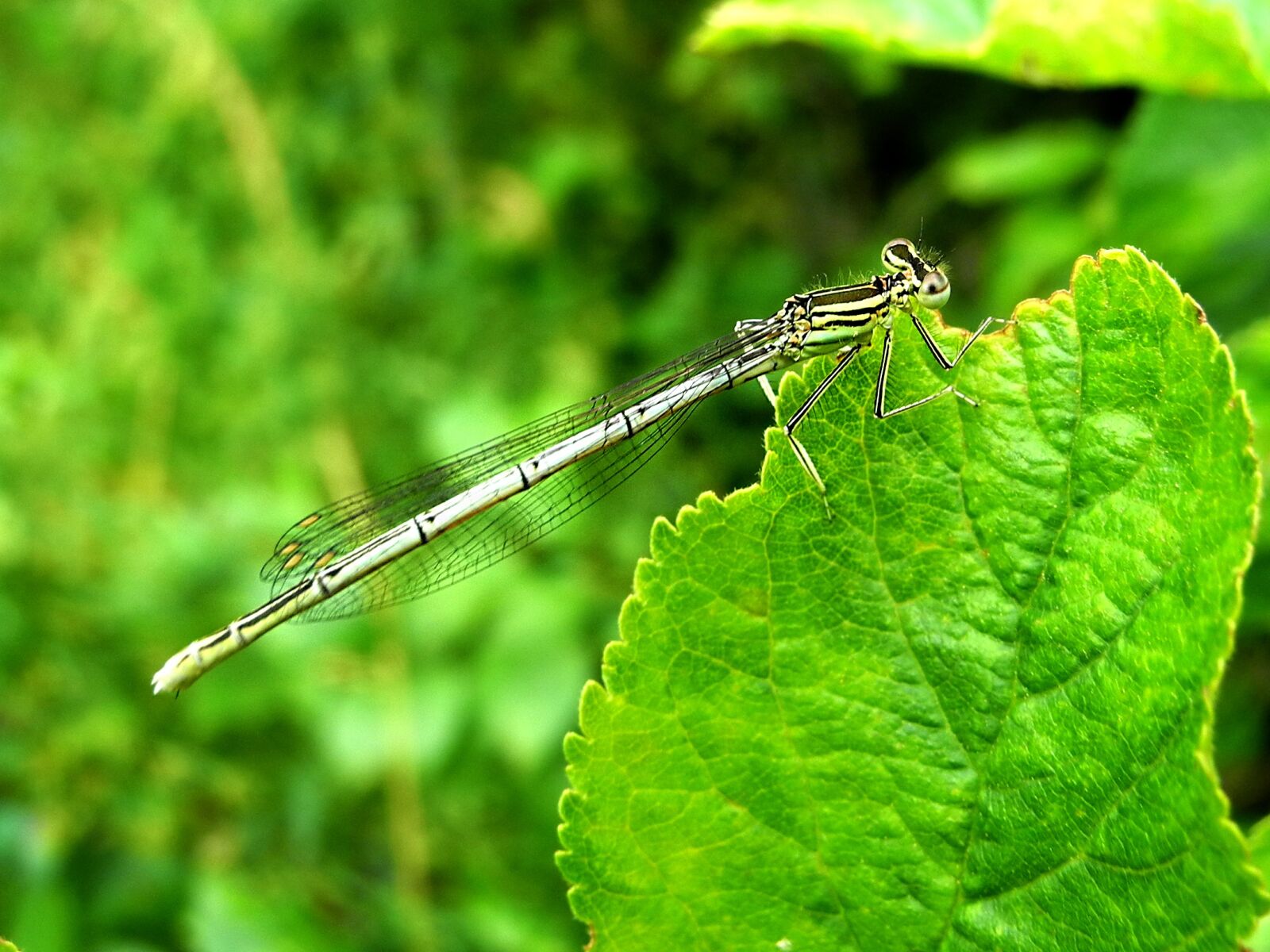 Nikon Coolpix P7000 sample photo. Dragonfly, insect, green photography
