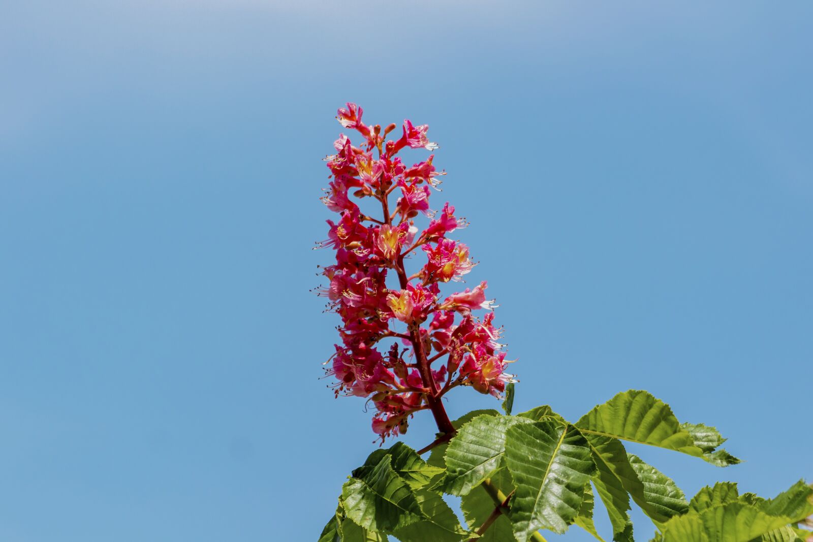 Canon EF75-300mm f/4-5.6 sample photo. Horse chestnut, flower, bloom photography