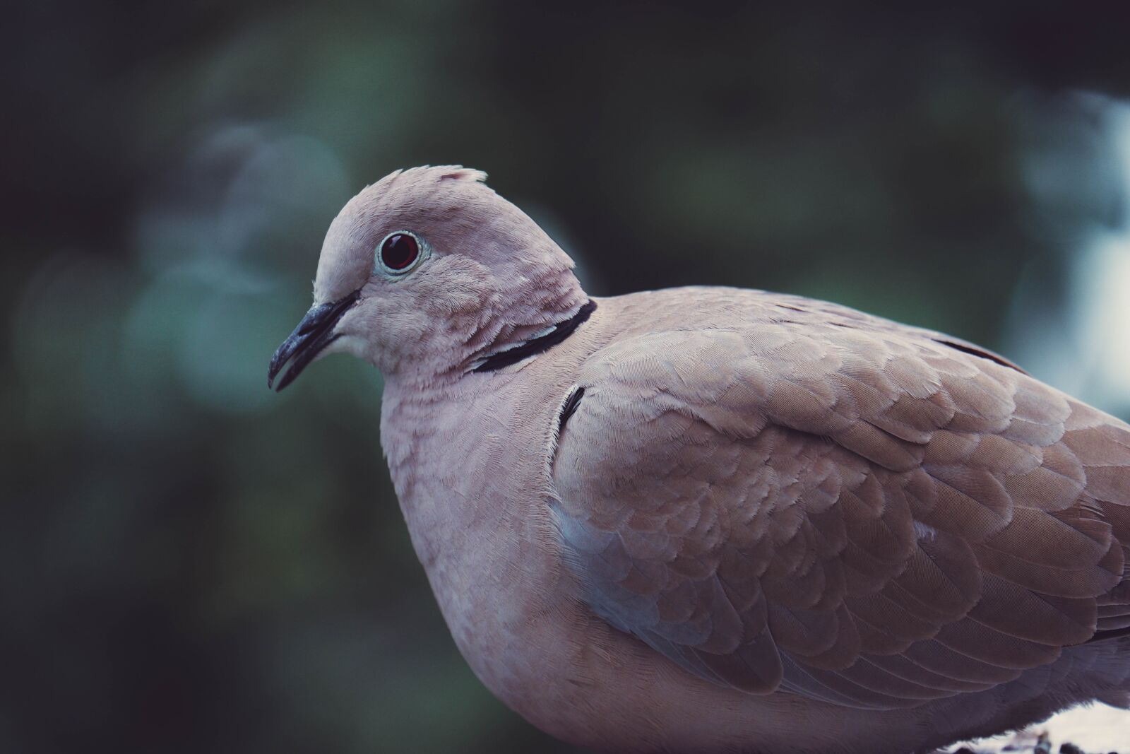 Fujifilm X-A5 sample photo. Dove, pigeon, bird photography