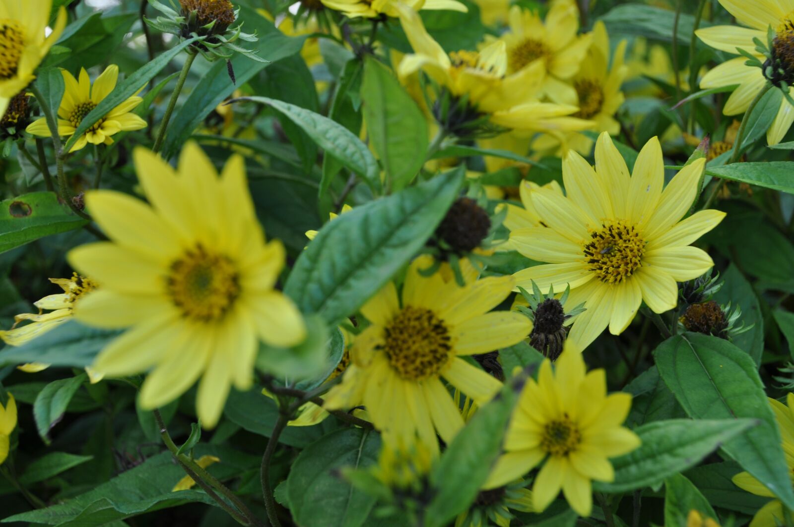 Nikon D5000 sample photo. Yellow flower, summer, yellow photography