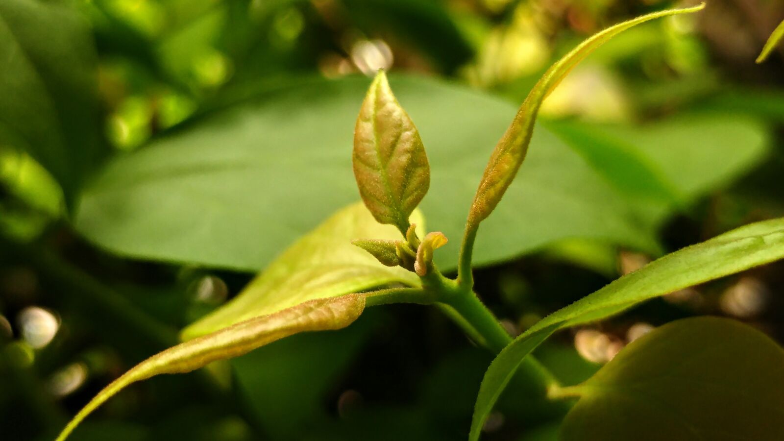 LG G5 sample photo. Sprout, bud, shoot photography