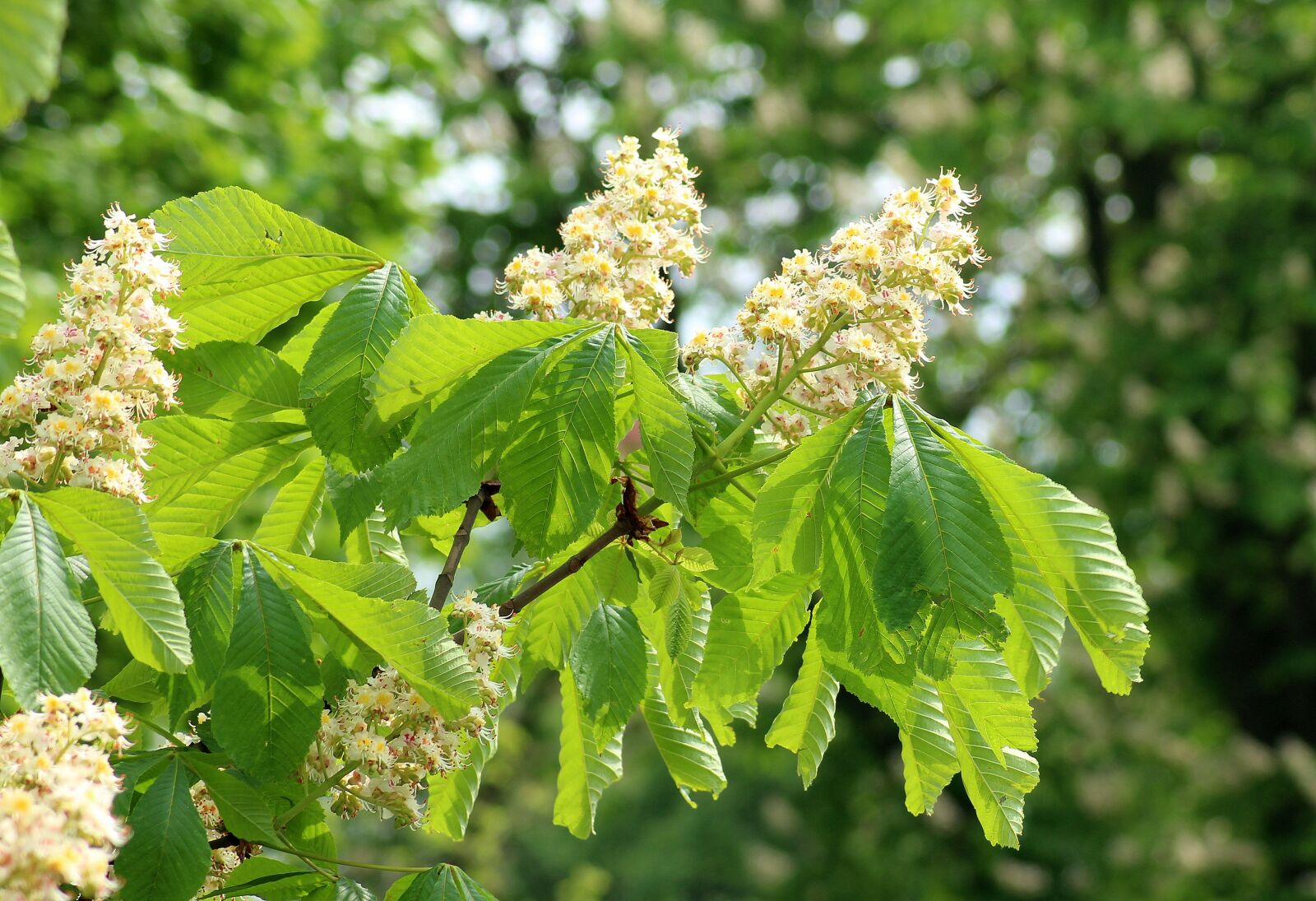 Canon EOS 1200D (EOS Rebel T5 / EOS Kiss X70 / EOS Hi) sample photo. Horse chestnut, flowering, flower photography