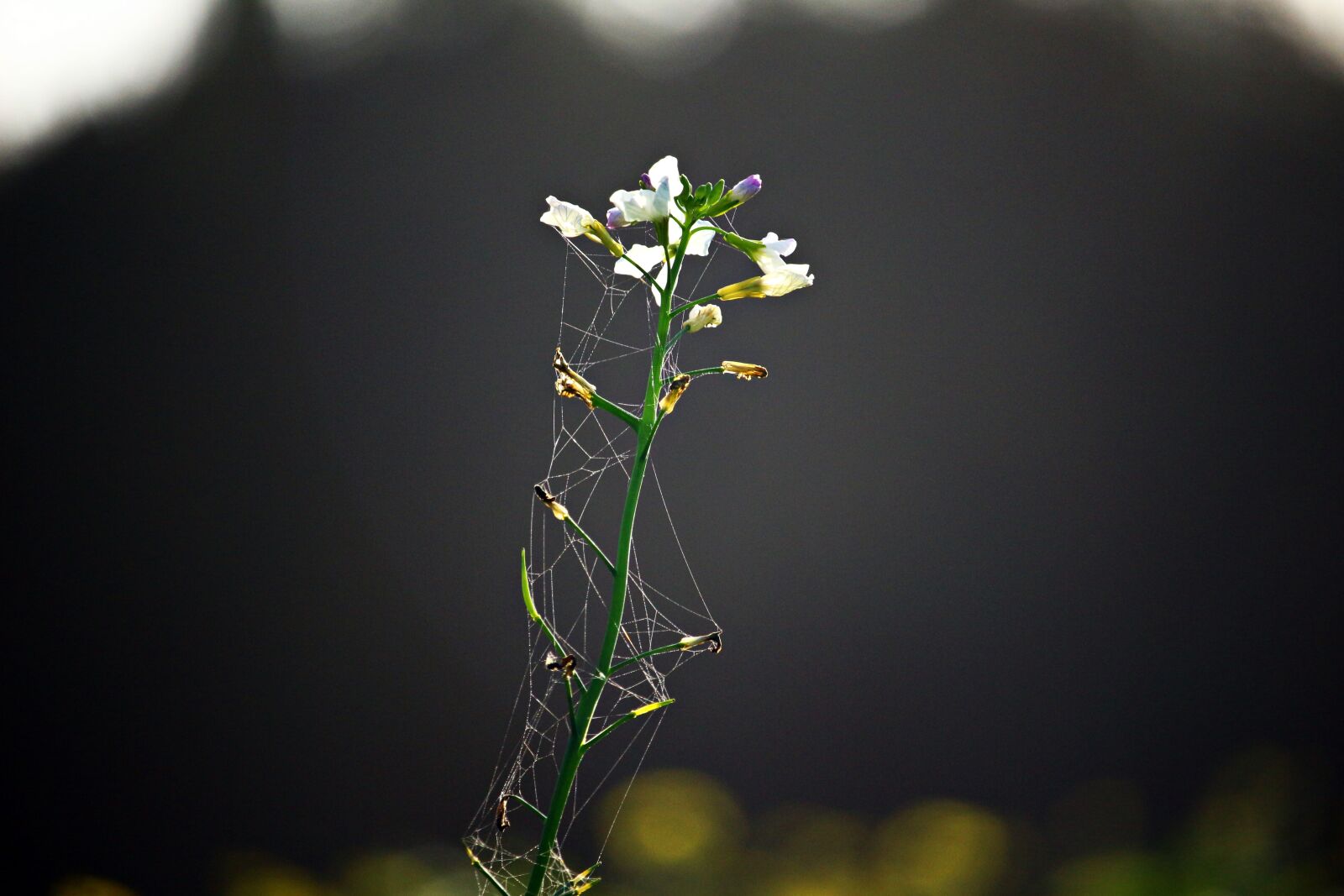 Canon EOS 100D (EOS Rebel SL1 / EOS Kiss X7) sample photo. Blossom, bloom, flower photography