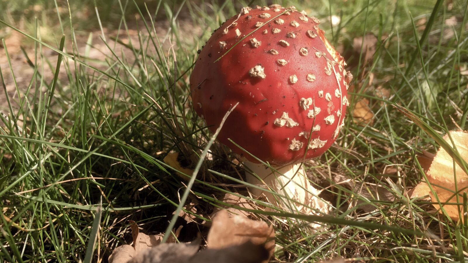 Apple iPhone SE sample photo. Toadstool, red, mushroom photography