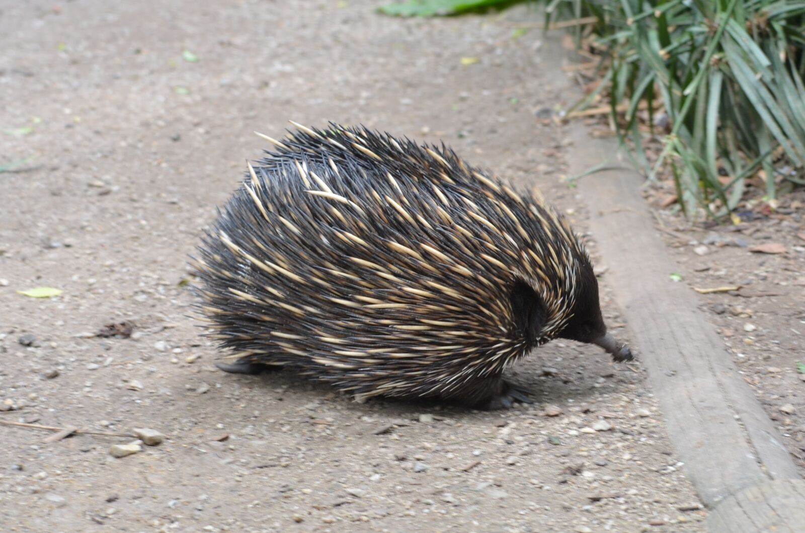 Nikon D5100 sample photo. Animal, mammal, nature photography