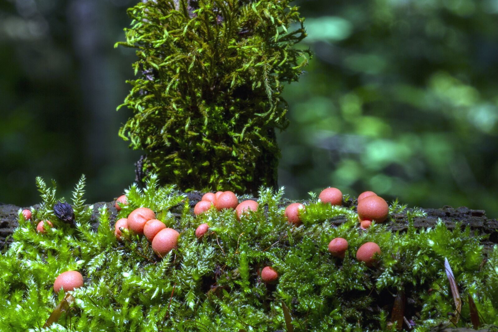 Canon EOS 7D sample photo. Mushrooms, nature, plant, food photography