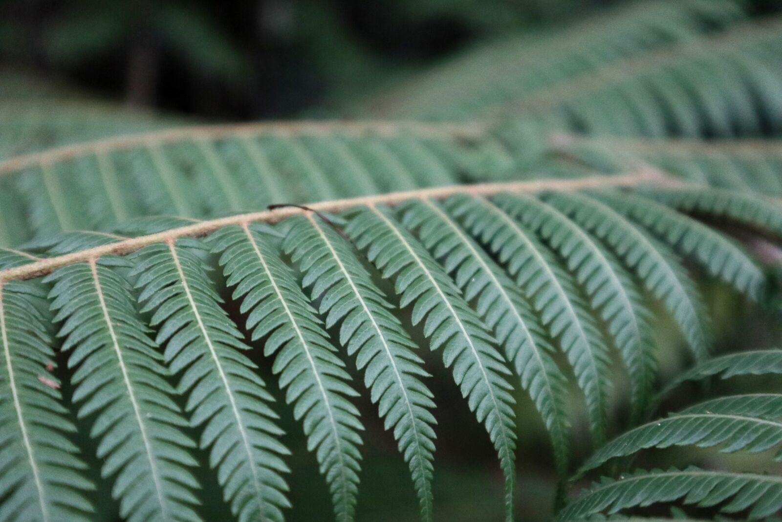 Canon EOS M100 sample photo. Leaf, flora, nature photography