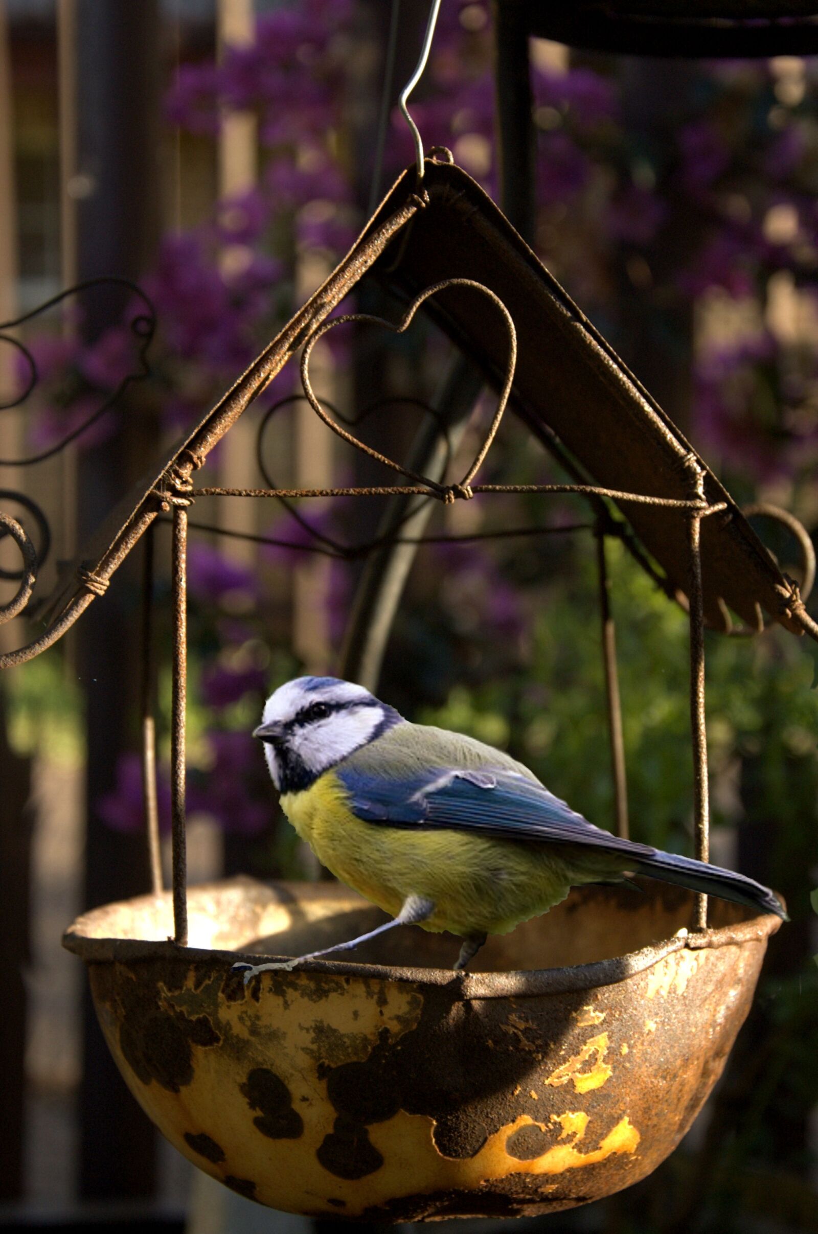 Nikon D70s sample photo. Bird, feeding, garden photography