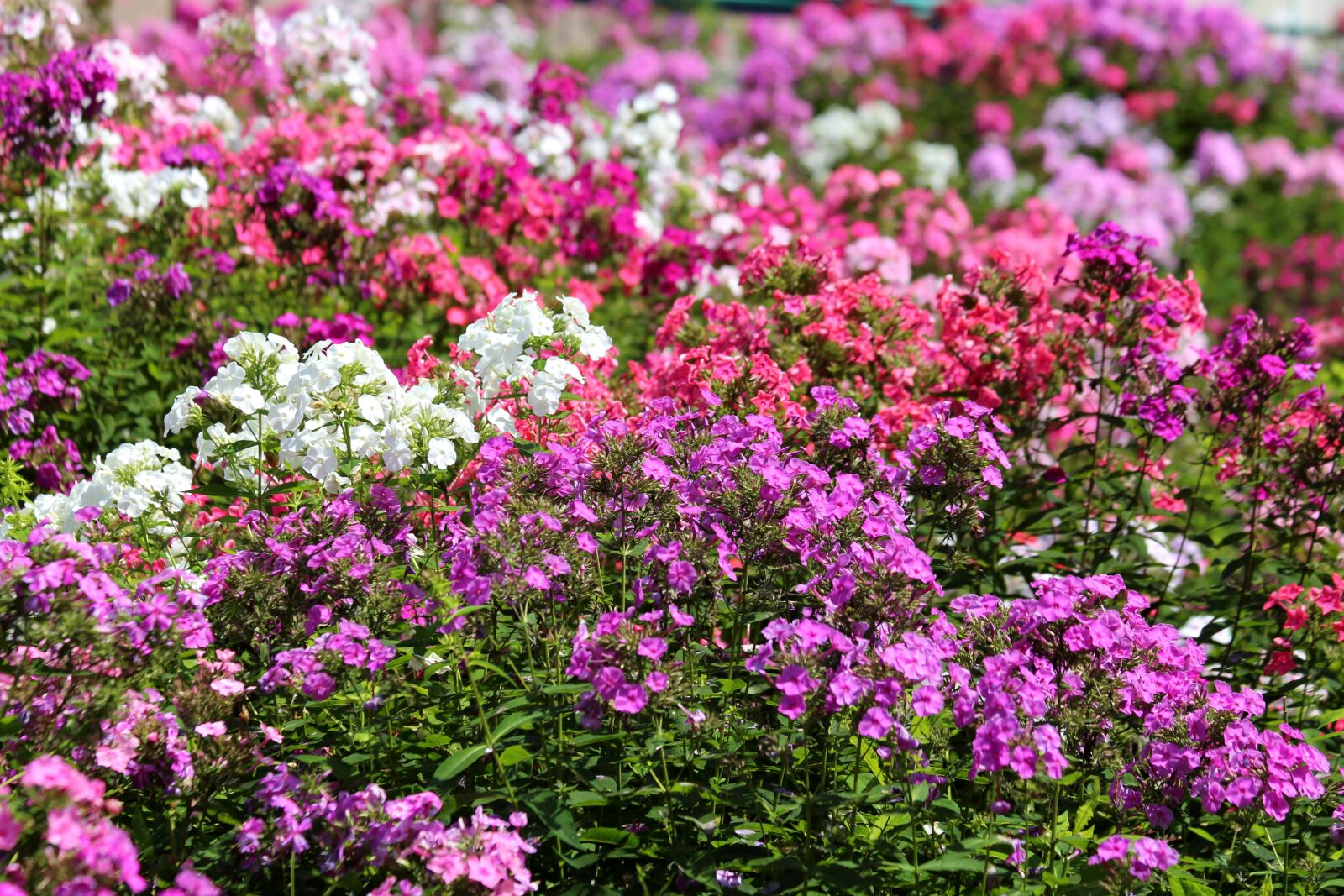 Canon EOS 650D (EOS Rebel T4i / EOS Kiss X6i) sample photo. Phlox, plants, pink photography