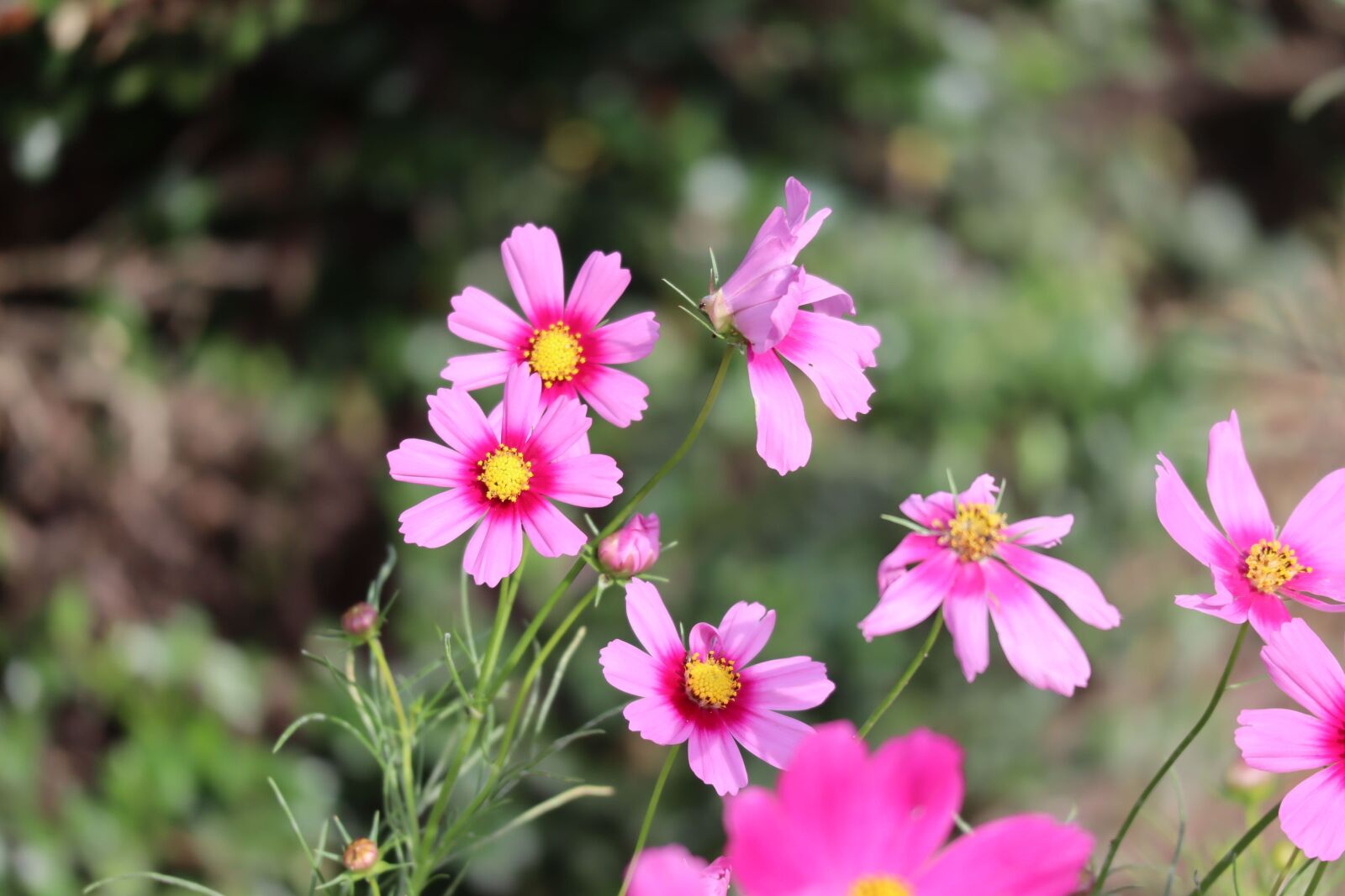 Canon EOS M50 (EOS Kiss M) sample photo. Natural, flowers, cosmos photography