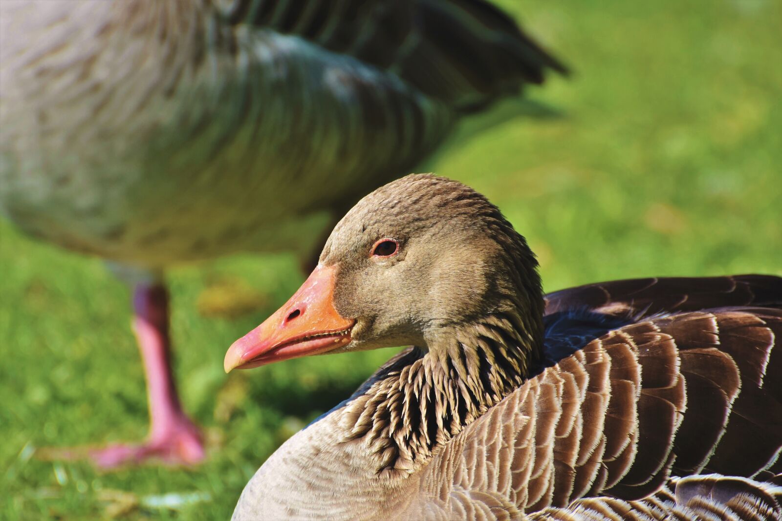 Nikon D7200 sample photo. Goose, wild goose, water photography
