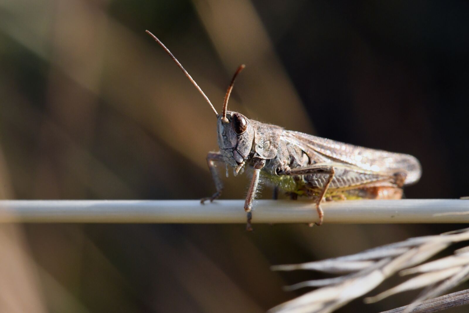 Nikon D500 sample photo. Grasshopper, insect, skip photography